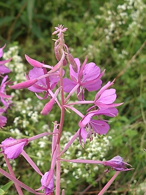 photo of Rosebay Willowherb