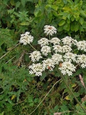 photo of Hogweed