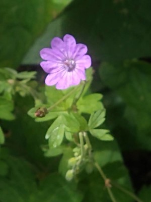 photo of Hedgerow Crane's Bill