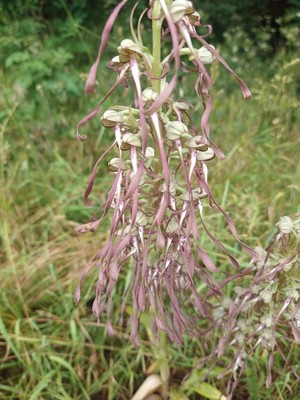 photo of Lizard Orchid