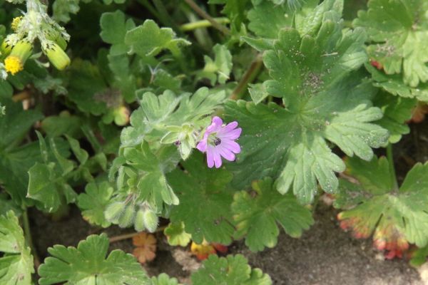photo of Dove's Foot Crane's Bill