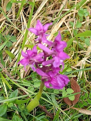 photo of Early Purple Orchid