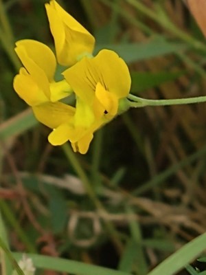 photo of Meadow Vetchling