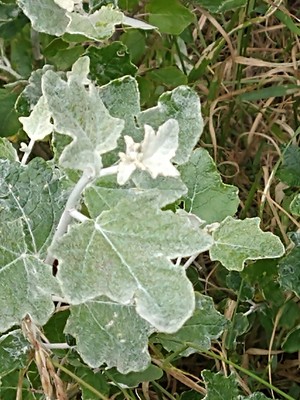 photo of White Poplar