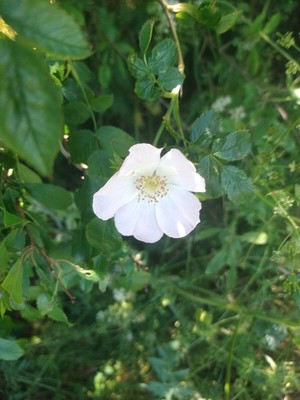 photo of Common Dog Rose