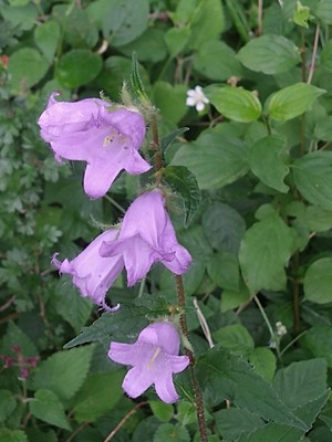 photo of Nettle Leaved Bellflower