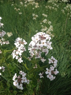 photo of Dame's Violet