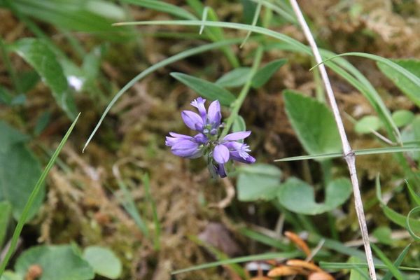 photo of Common Milkwort