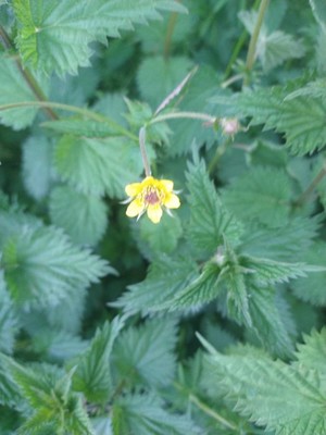 photo of Wood Avens