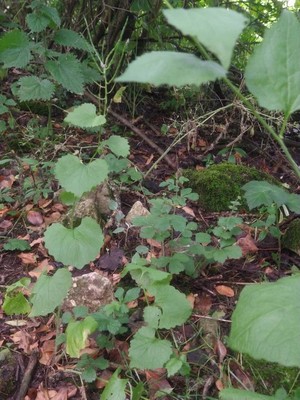 photo of Garlic Mustard