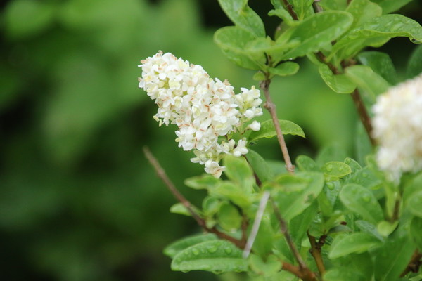photo of Wild Privet