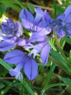 photo of Chalk Milkwort