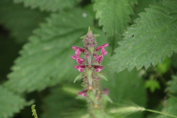 photo of Hedge Woundwort