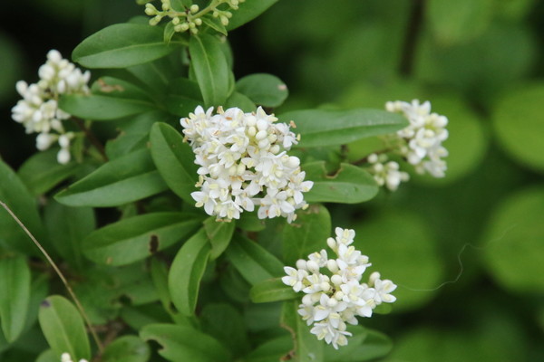 photo of Wild Privet