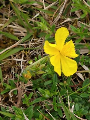 photo of Common Rockrose