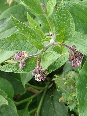 photo of Common Comfrey