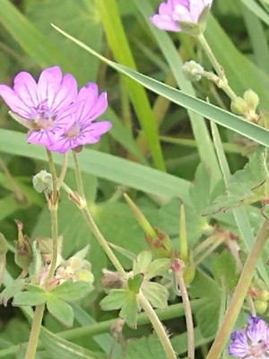 photo of Hedgerow Crane's Bill