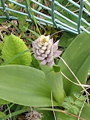 photo of Military Orchid