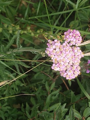 photo of Yarrow