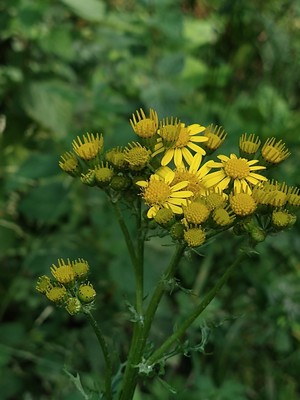 photo of Ragwort