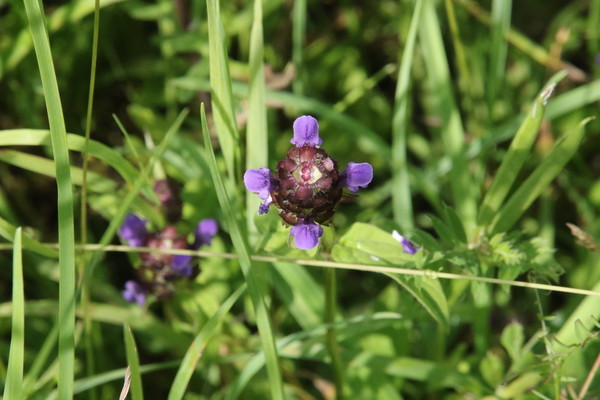 photo of Selfheal
