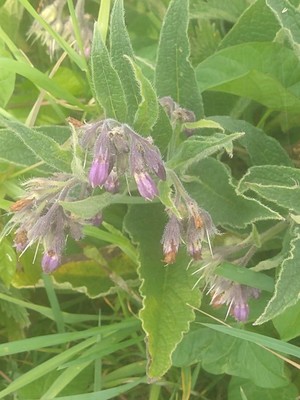 photo of Common Comfrey