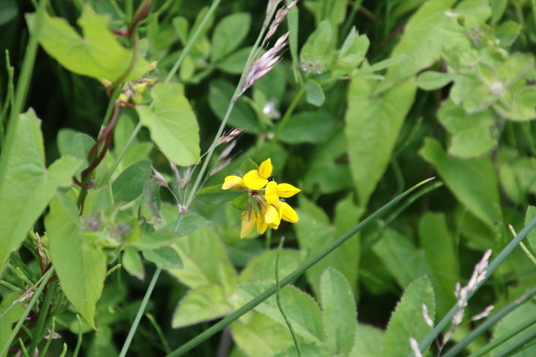 photo of Greater Bird's Foot Trefoil