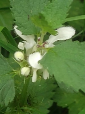 photo of White Dead Nettle