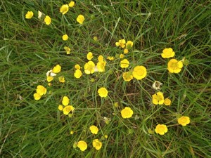 photo of Meadow Buttercup