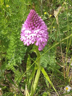 photo of Pyramidal Orchid