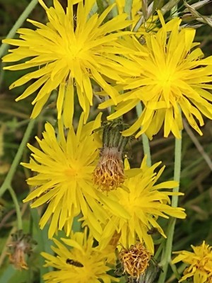 photo of Rough Hawk's Beard