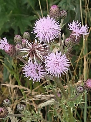 photo of Creeping Thistle