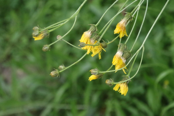 photo of Rough Hawk's Beard