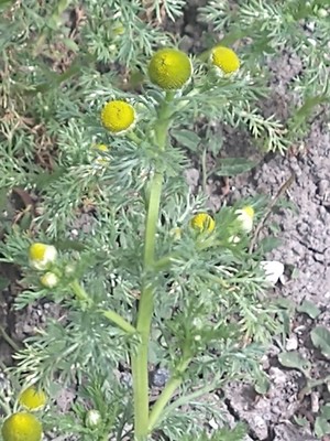photo of Pineappleweed