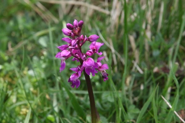 photo of Early Purple Orchid