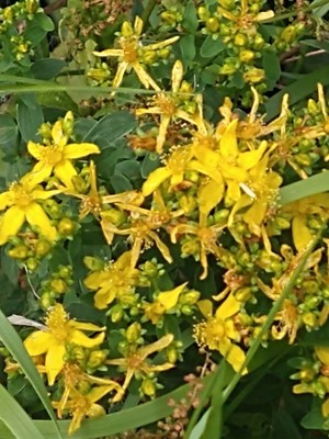 photo of Perforate St. John's Wort