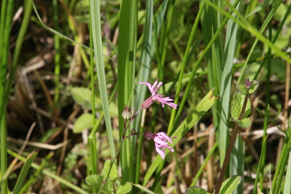 photo of Ragged Robin
