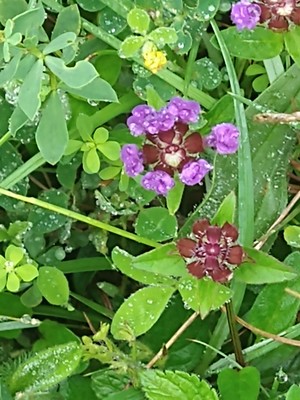 photo of Selfheal