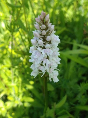 photo of Common Spotted Orchid