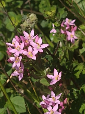 photo of Common Centaury