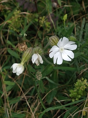 photo of White Campion