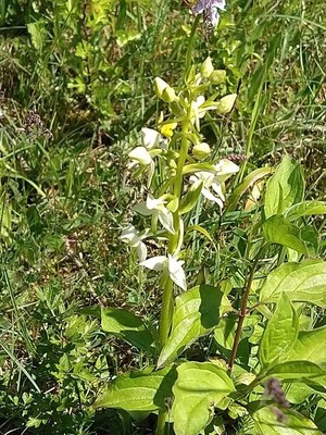 photo of Greater Butterfly Orchid