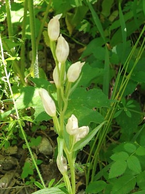 photo of White Helleborine