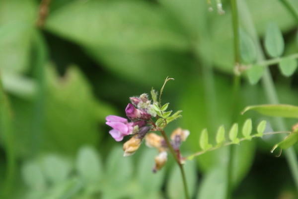 photo of Bush Vetch