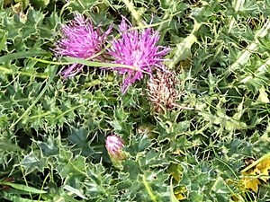 photo of Drawf Thistle