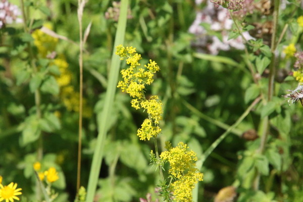 photo of Lady's Bedstraw