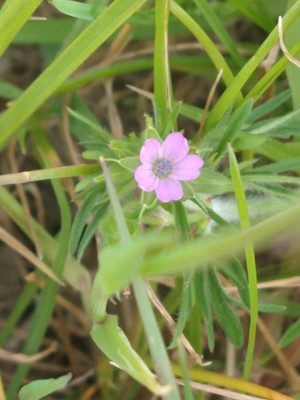 photo of Cut Leaved Crane's Bill