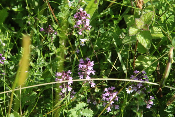 photo of Wild Thyme