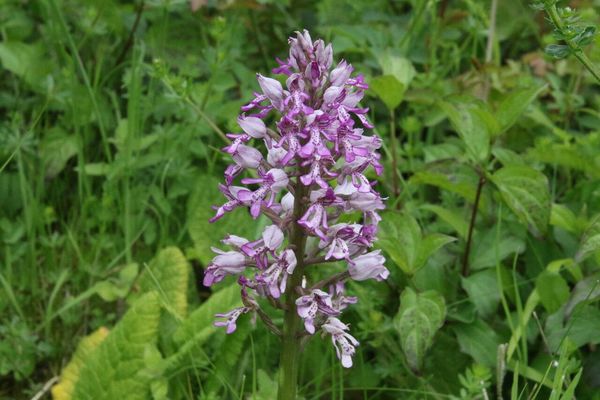 photo of Military Orchid