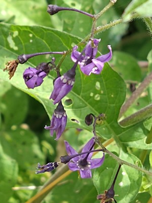 photo of Bittersweet